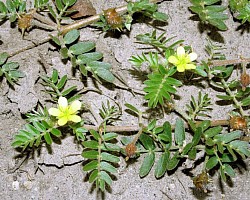 Tribulus Terrestris