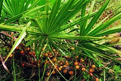 Saw Palmetto    (berries)