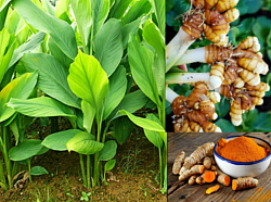 Turmeric
