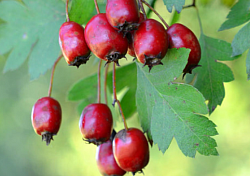 Hawthorn Berries