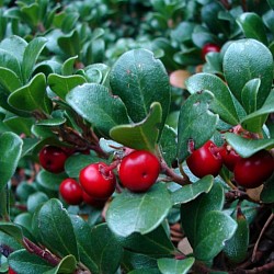 Uva ursi