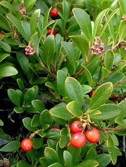 Cranberry    (Vaccinium macrocarpon)