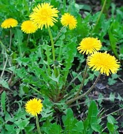 Dandelion