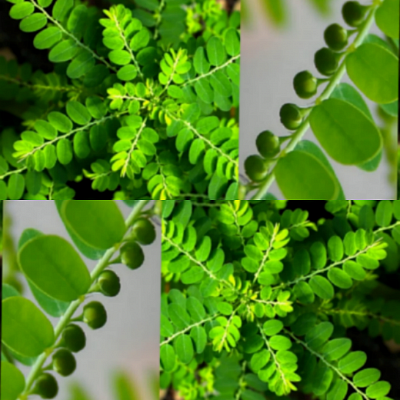 Stone breaker(Phyllanthus niruri)