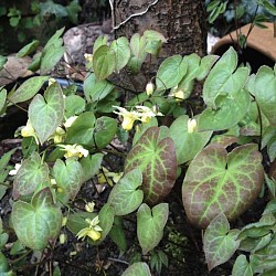 Horny Goat Weed  (Epimedium)