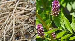 Licorice root